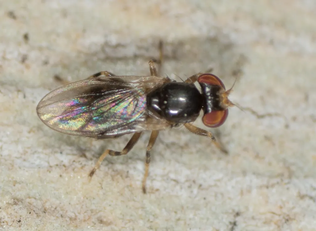 Periscelis occidentalis - photo 2