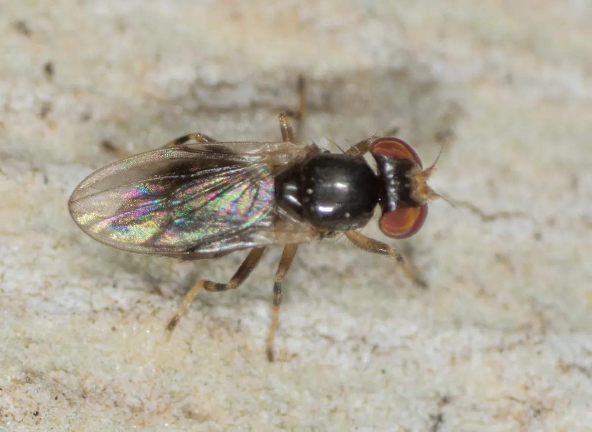 Periscelis occidentalis - photo 3