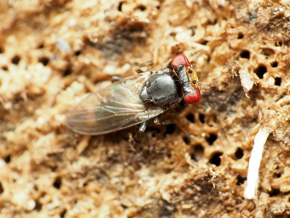 Periscelis wheeleri - photo 3