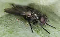 Periscepsia helymus