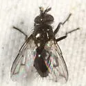 Periscepsia helymus - photo 2