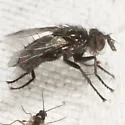 Periscepsia helymus - photo 3