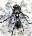 Periscepsia helymus - photo 4