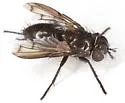 Periscepsia laevigata - Periscepsia laevigata
