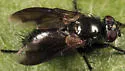 Periscepsia laevigata - photo 3