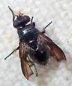 Periscepsia laevigata - photo 5