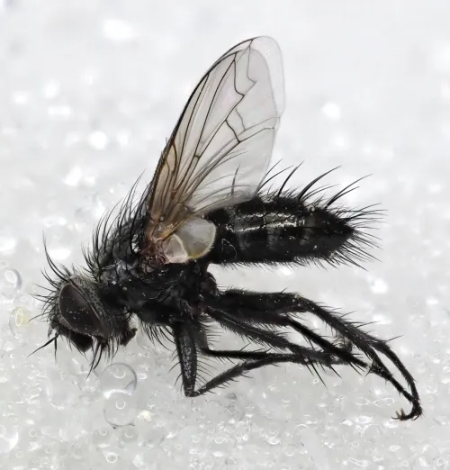 Periscepsia spathulata