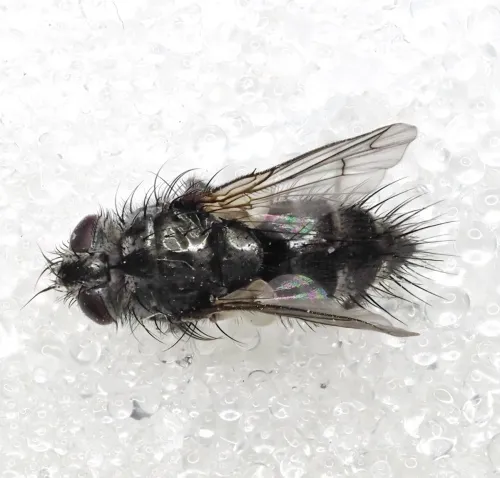 Periscepsia spathulata - photo 2