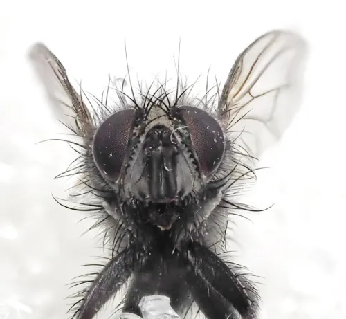 Periscepsia spathulata - photo 3