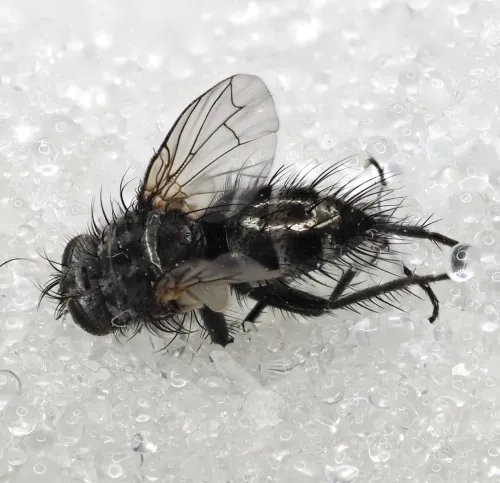 Periscepsia spathulata - photo 4
