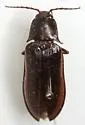 Perissarthron trapezium - Perissarthron trapezium