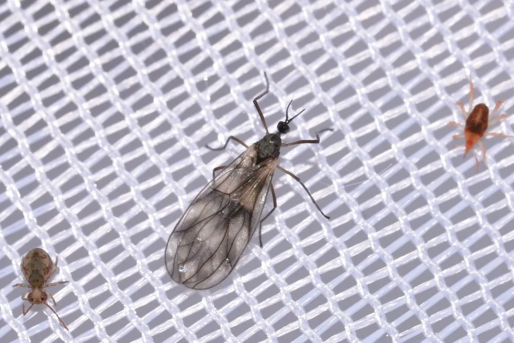 Perissommatidae - photo 2