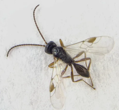 Peristenus picipes