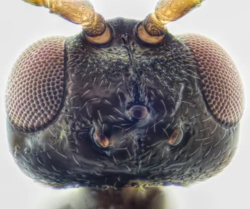 Peristenus picipes - photo 2