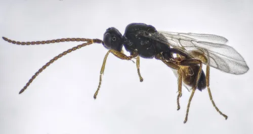 Peristenus picipes - photo 3