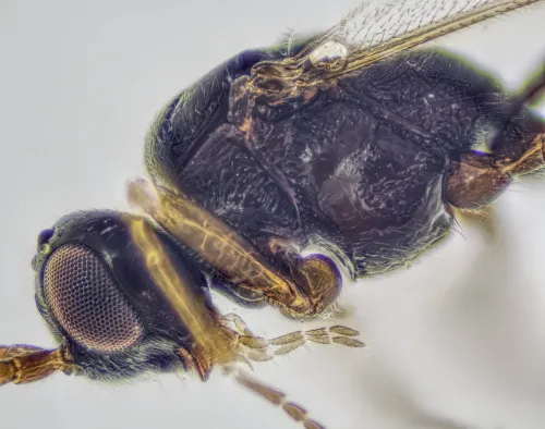 Peristenus picipes - photo 4