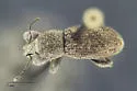 Peritaxia brevipilis - photo 3