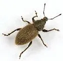 Peritaxia hispida - photo 2