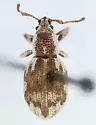 Peritelinus oregonus - Peritelinus oregonus