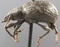 Peritelopsis globiventris - photo 2