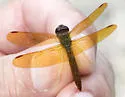 Slough Amberwing