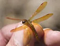 Slough Amberwing - photo 2