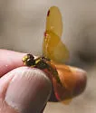 Slough Amberwing - photo 3