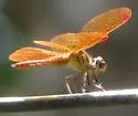 Slough Amberwing - photo 4