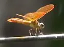 Slough Amberwing - photo 5
