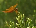 Mexican Amberwing - photo 2
