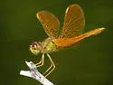 Mexican Amberwing - photo 3