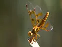 Mexican Amberwing - photo 4