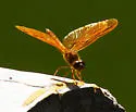 Mexican Amberwing - photo 5