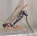 Perithous divinator - photo 4