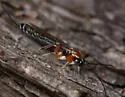 Perithous scurra