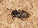 Peritrechus convivus - Peritrechus convivus