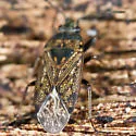 Peritrechus convivus - photo 2