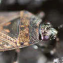 Peritrechus convivus - photo 3