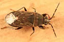 Peritrechus fraternus