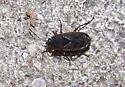 Peritrechus fraternus - photo 2