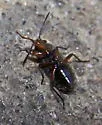 Peritrechus fraternus - photo 3