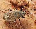 Peritrechus fraternus - photo 4