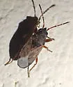 Peritrechus fraternus - photo 5