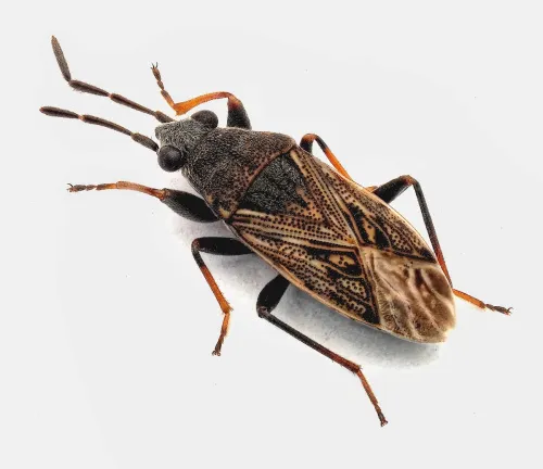 Peritrechus geniculatus