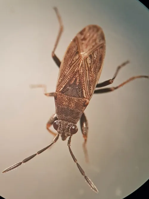 Peritrechus geniculatus - photo 2