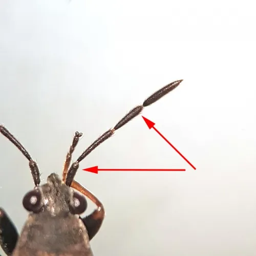 Peritrechus geniculatus - photo 4