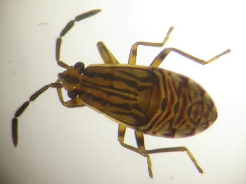 Peritrechus geniculatus - photo 5