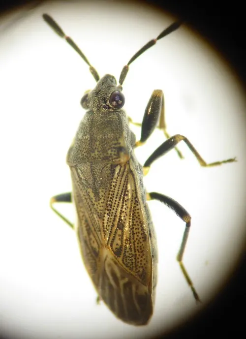 Peritrechus geniculatus - photo 6