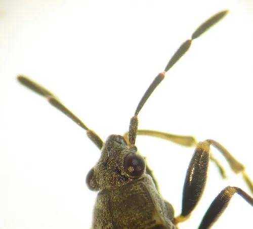 Peritrechus geniculatus - photo 7