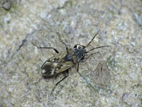 Peritrechus lundii